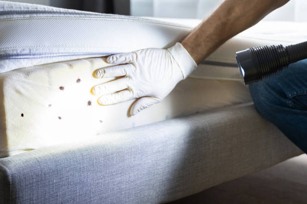 Best Local Pest Control Services  in Mayville, WI